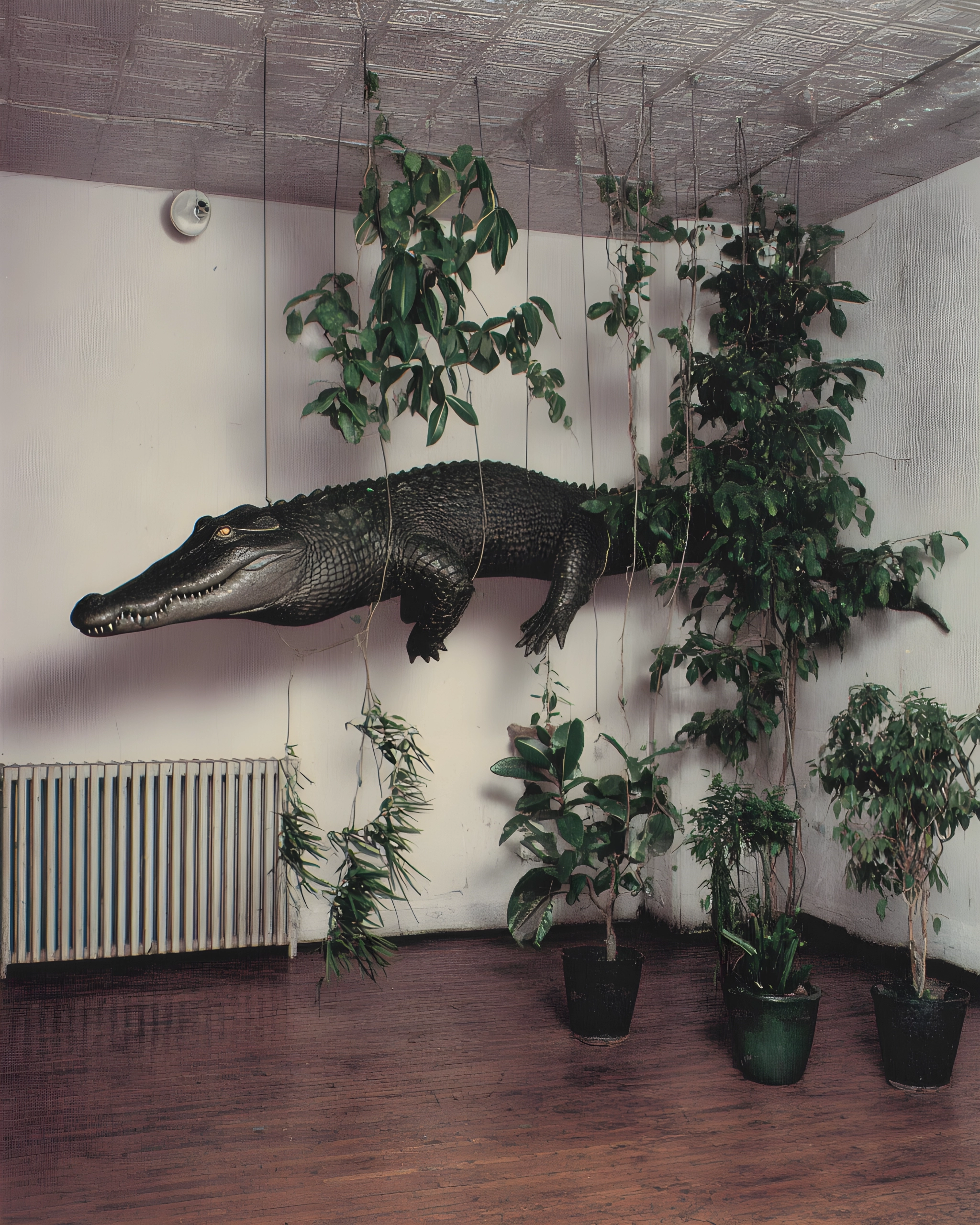 The Crocodile in the Conservatory