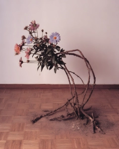 Surreal still life of an uprooted flowering plant with exposed roots, dusty pink blooms and soil on a wooden floor.