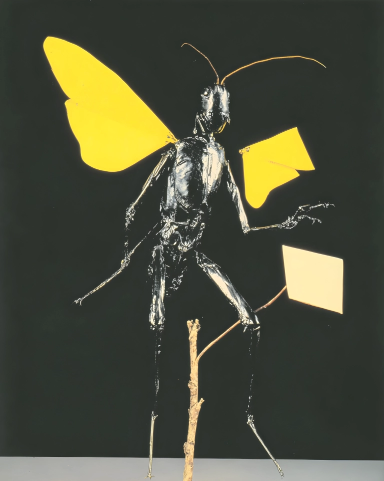 Glossy black insect with long antennae and bright yellow wings on a dark background.