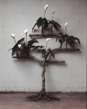 Branches of Quiet Light